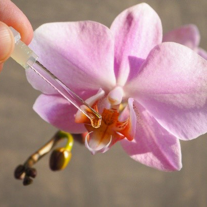 Phalaenopsis-bellina-essential-oil-01