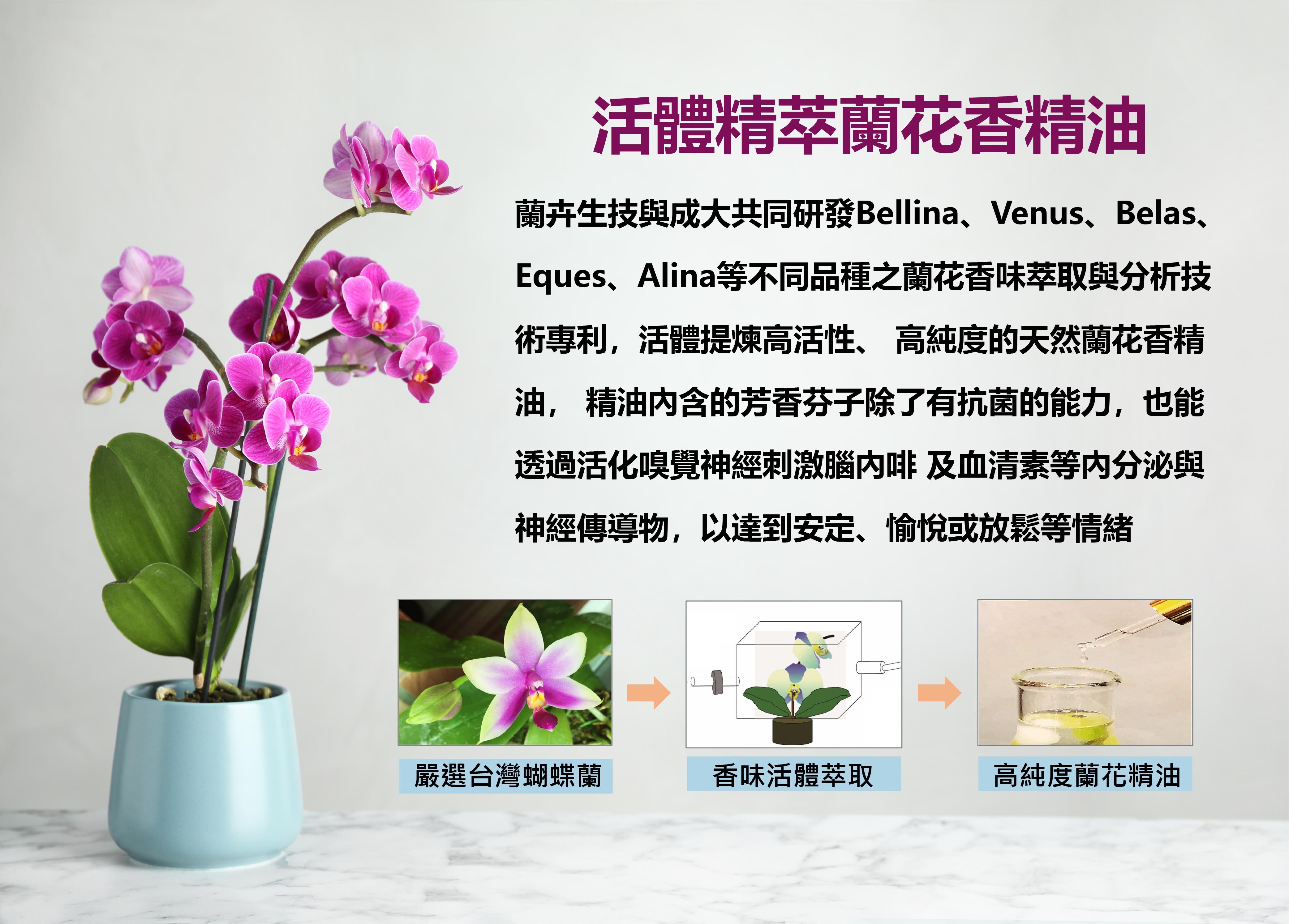 活體精萃蘭花香精油-01